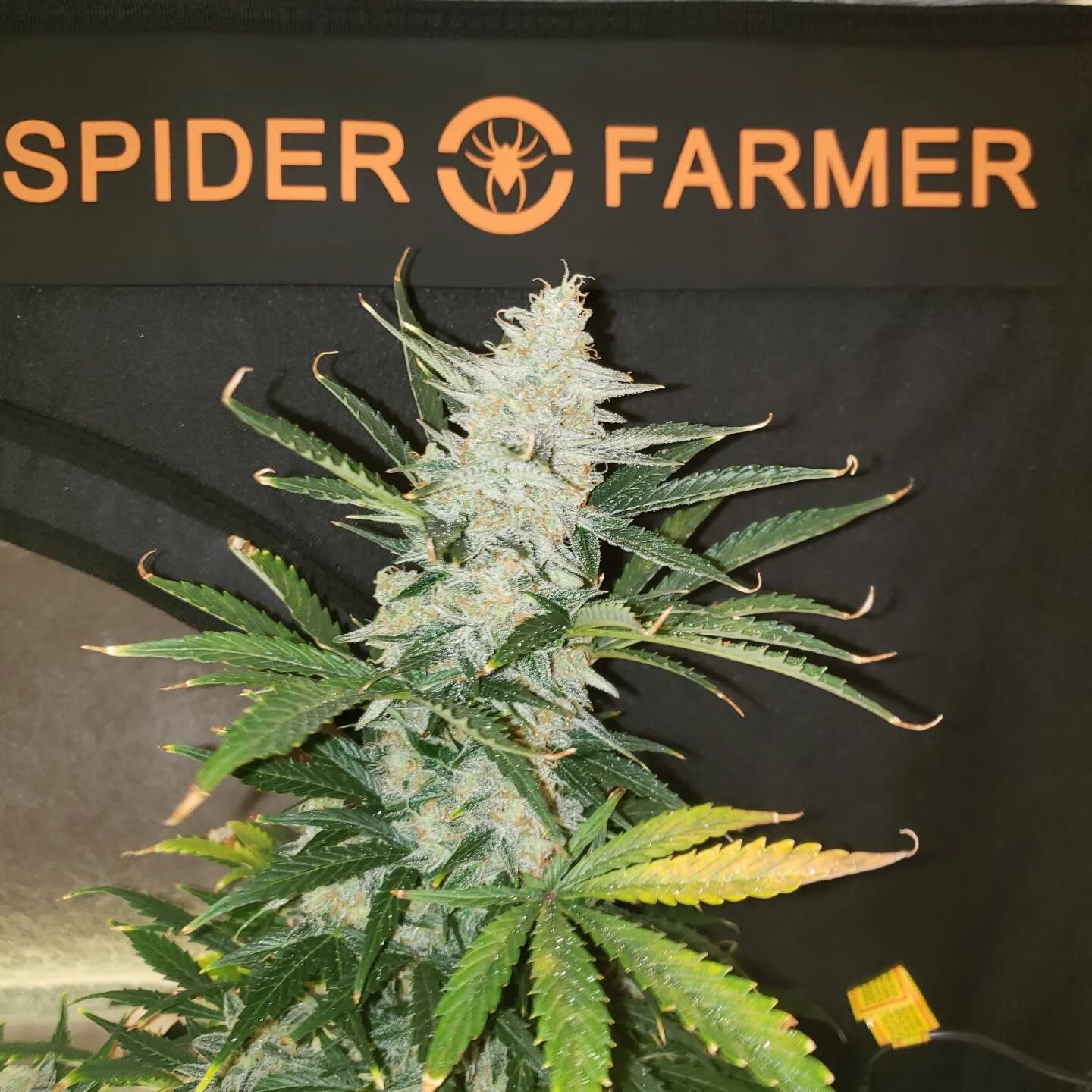 Spider Farmer