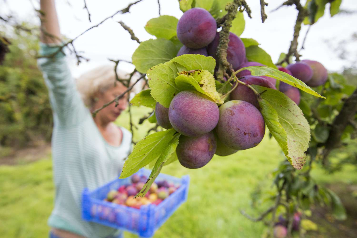 Compact Orchard Creation: Selecting The Best Dwarf Plum Trees - Home ...