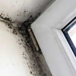 Mold Specialist in Atlanta