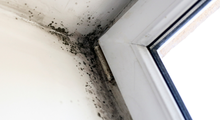 How to Choose the Right Mold Specialist in Atlanta