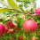 Insights for Growing Apples Organically