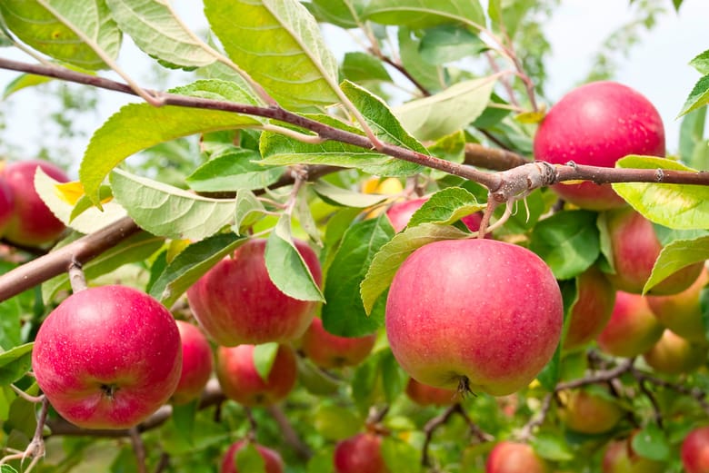 Apples Organically