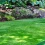 Why is Constant Lawn Care Essential for a Healthy Lawn?